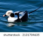 The long-tailed duck (Clangula hyemalis), formerly known as "Oldsquaw," is a medium-sized sea duck