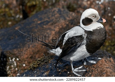 The long-tailed duck is gregarious, forming large flocks in winter and during migration. They feed by diving for mollusks, crustaceans and some small fish.