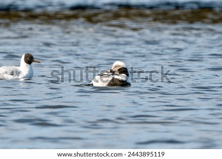 Long-tailed duck in the water, waterfowl of Poland and Eastern Europe, black and white bird feathers, duck in the water Waterfowl habitat, Riverine habitat, Duck behavior, European avifauna, Waterfow