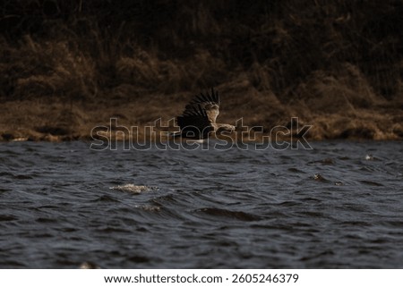 Long-tailed eagle. Bird in fligh