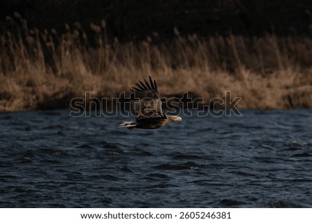 Long-tailed eagle. Bird in fligh
