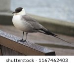 a Long-tailed Jaeger