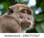 Long-tailed Macaque in Borneo, Malaysia