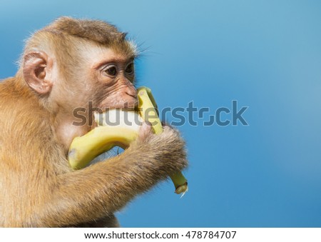 Long-tailed Macaque Monkey eat banana