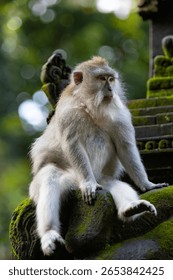 Long-tailed macaque monkey in the Sacred Forest Sanctuary in Ubud, Bali, Indonesia. The Sacred Monkey Forest Sanctuary is a nature reserve and temple complex