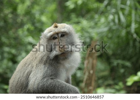 Long-tailed macaque monkey in the Sacred Forest Sanctuary in Ubud, Bali, Indonesia. The Sacred Monkey Forest Sanctuary is a nature reserve and temple complex in Ubud, Bali, home to over 1260 macaques