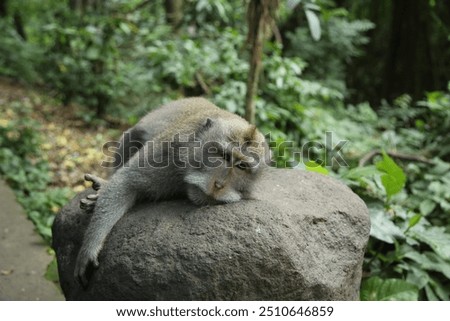 Long-tailed macaque monkey in the Sacred Forest Sanctuary in Ubud, Bali, Indonesia. The Sacred Monkey Forest Sanctuary is a nature reserve and temple complex in Ubud, Bali, home to over 1260 macaques