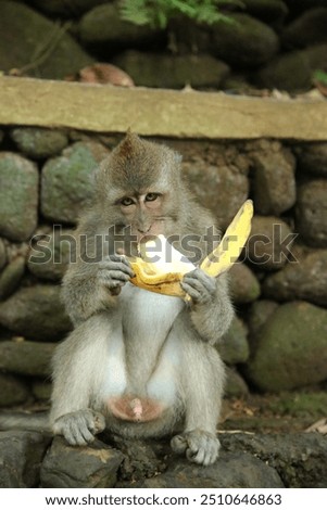 Long-tailed macaque monkey in the Sacred Forest Sanctuary in Ubud, Bali, Indonesia. The Sacred Monkey Forest Sanctuary is a nature reserve and temple complex in Ubud, Bali, home to over 1260 macaques