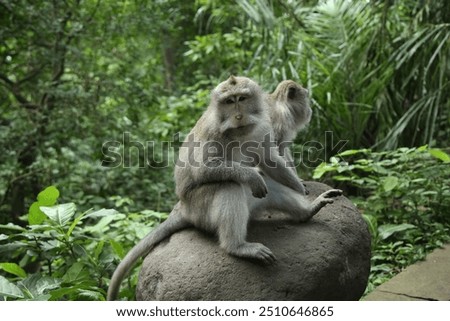 Long-tailed macaque monkey in the Sacred Forest Sanctuary in Ubud, Bali, Indonesia. The Sacred Monkey Forest Sanctuary is a nature reserve and temple complex in Ubud, Bali, home to over 1260 macaques