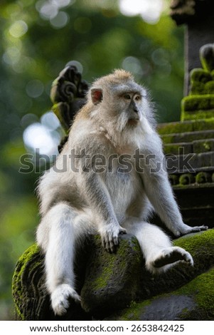 Long-tailed macaque monkey in the Sacred Forest Sanctuary in Ubud, Bali, Indonesia. The Sacred Monkey Forest Sanctuary is a nature reserve and temple complex