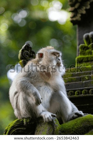 Long-tailed macaque monkey in the Sacred Forest Sanctuary in Ubud, Bali, Indonesia. The Sacred Monkey Forest Sanctuary is a nature reserve and temple complex