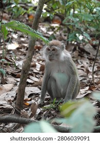 Long-tailed macaque monkey sitting calmly on forest floor surrounded by dried leaves and vegetation in Bukit Lawang rainforest, Indonesia, natural wildlife habitat scene.