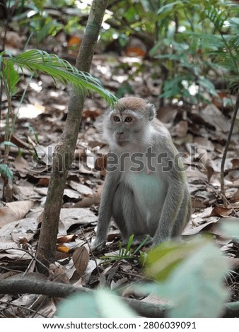 Long-tailed macaque monkey sitting calmly on forest floor surrounded by dried leaves and vegetation in Bukit Lawang rainforest, Indonesia, natural wildlife habitat scene.