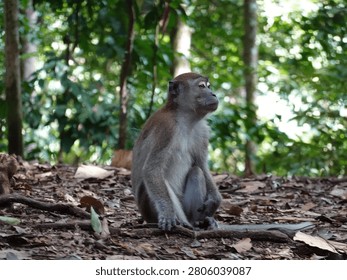 Long-tailed macaque monkey sitting on leaf-covered forest floor in tropical rainforest of Bukit Lawang, Indonesia, natural habitat wildlife scene with lush green vegetation background