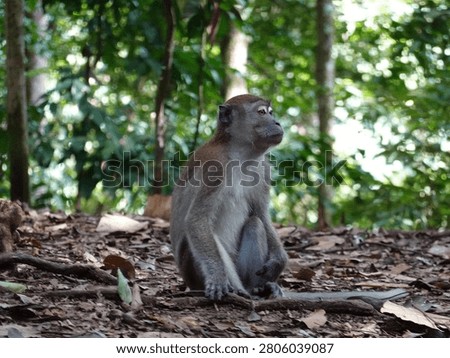 Long-tailed macaque monkey sitting on leaf-covered forest floor in tropical rainforest of Bukit Lawang, Indonesia, natural habitat wildlife scene with lush green vegetation background