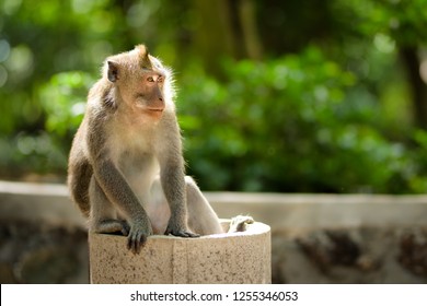 Long-tailed Macaque Monkeys Roam Free Amongst The Balinese Hindu Temples Of The Sacred Ubud Forest In Bali, Indonesia.