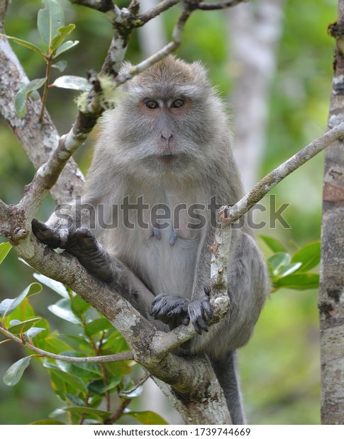 Long-tailed macaque on tree\
cool