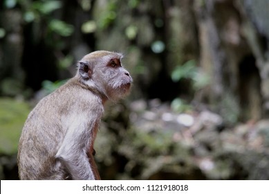 Long-tailed Macaque Profile