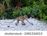 A long-tailed Macaque, scampering on all fours across the gravel heading towards a bush, as it keeps an eye on a threat from the cameraman