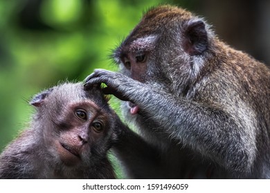 Long-tailed Macaques Engaging In Classic Grooming Behavior In Ubud Monkey Forest, Ubud, Bali, Indonesia