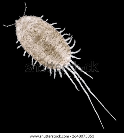 Long-tailed mealybug, Pseudococcus longispinus (Hemiptera: Pseudococcidae) is one of the dangerous pests of orchard trees in the Mediterranean Basin. Female isolated on a black background