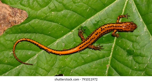 Salamander (Eurycea longicauda) en el Parque Estatal Tishomingo en Misisipi