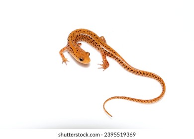 Long-tailed salamander on white background