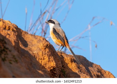 Long-tailed Shrike Bird, Chinnar Wildlife Sanctuary