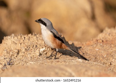 Long-tailed Shrike Bird, Chinnar Wildlife Sanctuary