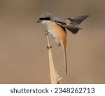 Long-tailed Shrike (Lanius schach) with a Rodent kill.

The Shrikes are known as "Butcher Birds" for their habit of killing their prey and then hanging them on thorns.