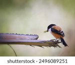 Long-tailed shrike nature photography, natural photography, black, birds photos, wildlife habitats, wildlife photography, birds photography, wallpapers, wildlife shots, colorful, birding, 