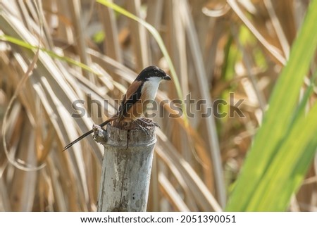 A Long-tailed Shrike on a stump