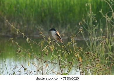 Long-tailed Shrike at Wetlands. - Shutterstock ID 713063020