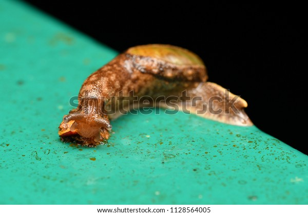Longtailed Slug Sabah Borneo Malaysia Stock Photo Edit Now 1128564005