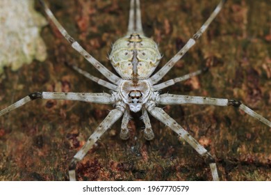 3,868 White tailed spider Images, Stock Photos & Vectors | Shutterstock