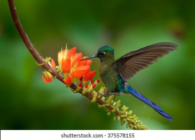 Long-tailed Sylph, Aglaiocercus Kingi, Rare Hummingbird From Colombia, Gree-blue Bird Flying Next To Beautiful Orange Flower, Action Feeding Scene In Tropical Forest, Animal In The Nature Habitat.