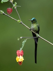 Long-tailed Sylph Hummingbird On Tree Branch On Green Background 