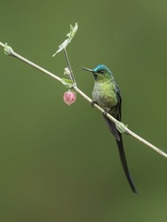 Long-tailed Sylph Hummingbird On Tree Branch On Green Background 