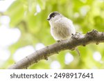 long-tailed tit (Aegithalos caudatus, family comprising tits) flitting among the beautiful new green leaves.
Oct. 2023