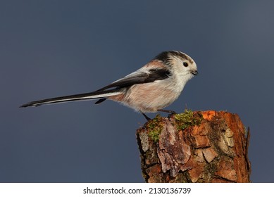 Long-tailed Tit (Aegithalos Caudatus) On A Small Tree Stump