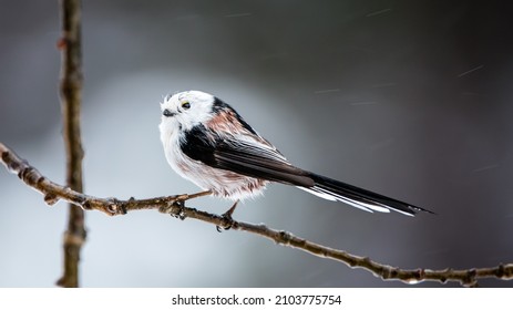 Long-tailed tit or long-tailed bushtit (Aegithalos caudatus) in profile on an oak-twig with a defocused background.