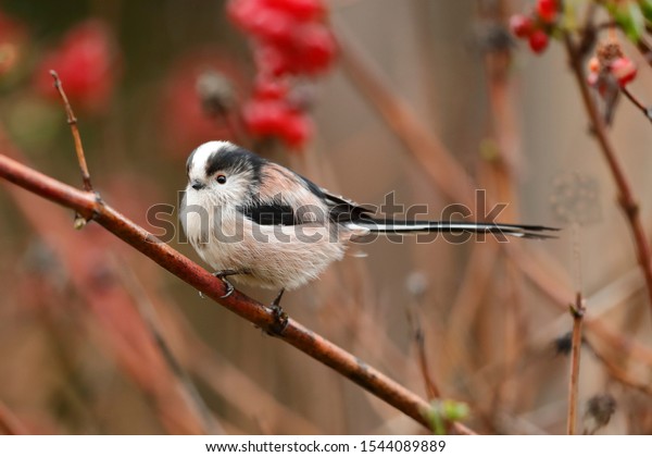 The long-tailed tit or
long-tailed bushtit, occasionally referred to as the
silver-throated tit or silver-throated dasher, is a common bird
found throughout Europe and
Asia.