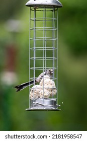 A Long-tailed Tit Eating Suet Balls From A Garden Bird Feeder