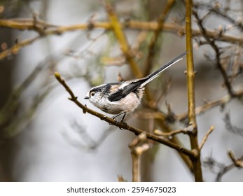 Long-Tailed Tit Perched in a Tree