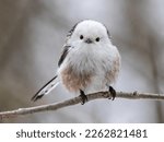 Long-tailed tit sits on a branch