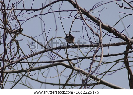 Similar – Image, Stock Photo No.x6b Bird+branch+beautiful weather….