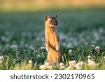 Long-tailed weasel standing in field at sunset