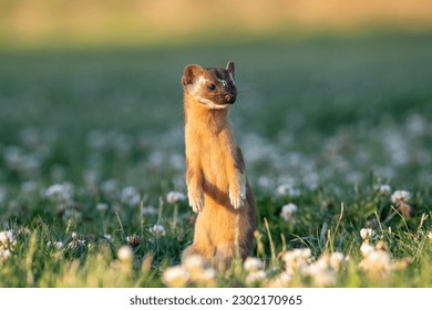 Long-tailed weasel standing in field at sunset