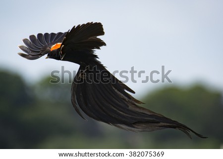 Long-tailed Widow-bird