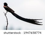 Long-tailed widowbird or Sakabula found in Southern Africa